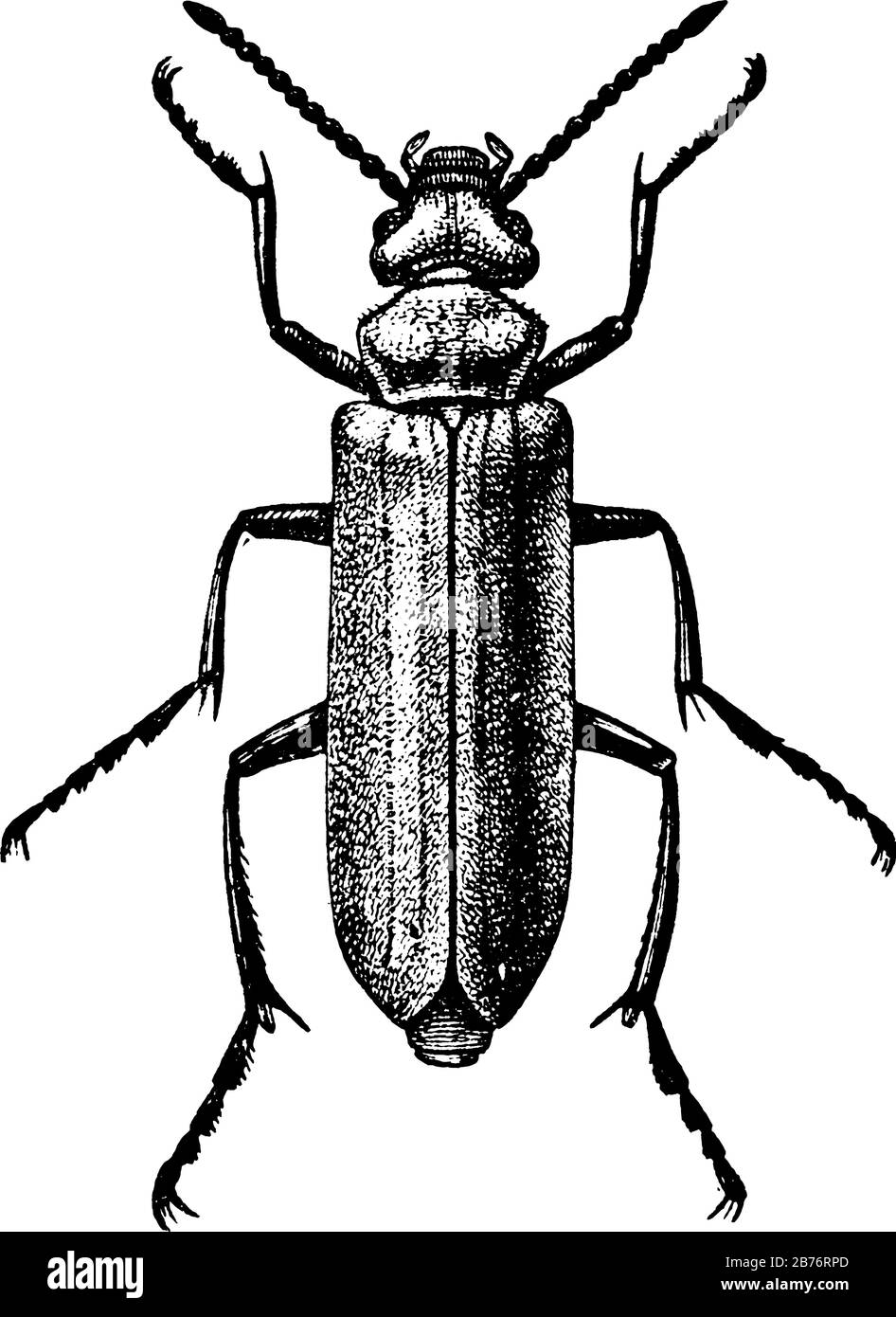 I scarabei blister hanno un corpo allungato con antenne sottili e lunghe. Qui viene mostrata la femmina Blister Beetle di Nuttall, Cantharis nuttalli, linea vintage Illustrazione Vettoriale