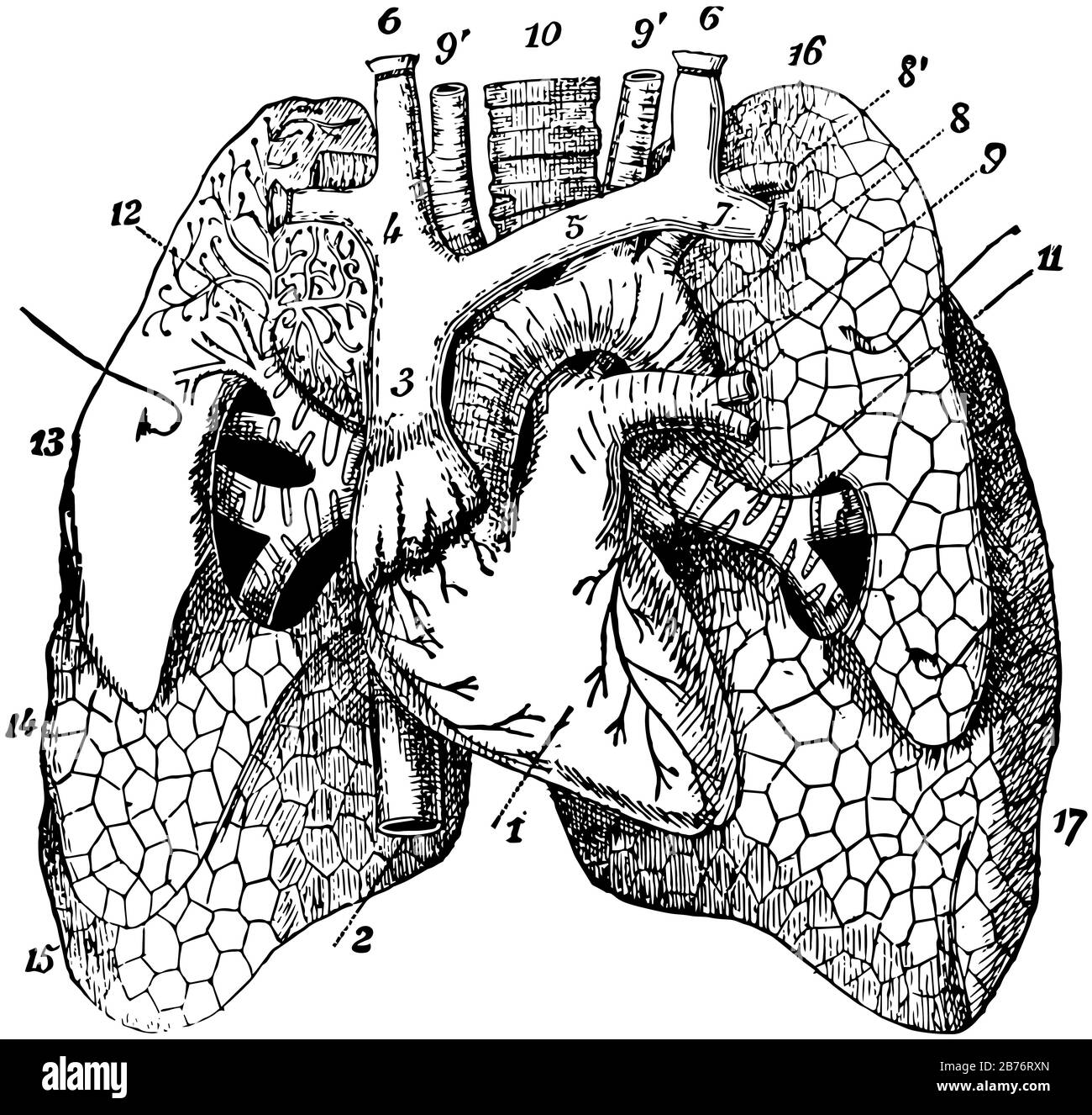 Questa illustrazione rappresenta la vista anteriore Dei Polmoni e Del Cuore, il disegno di linee vintage o l'illustrazione dell'incisione. Illustrazione Vettoriale