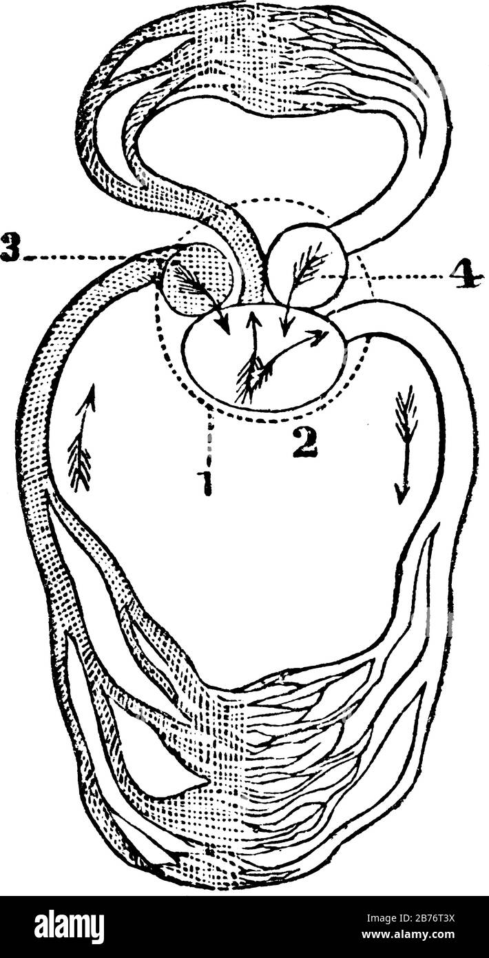 Etichette: 1, il pericardio; 2, il ventricolo singolo; 3, l'auricolo destro; 4, L'auricolo sinistro; le frecce indicano la direzione del sangue, li vintage Illustrazione Vettoriale