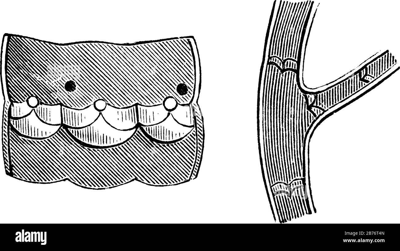 Rappresenta le valvole delle vene. Questi sono vasi sanguigni che trasportano il sangue deossigenato dai tessuti di nuovo al cuore, disegno di linea vintage o. Illustrazione Vettoriale