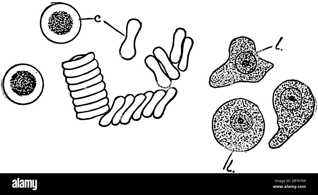 Corpuscoli ematici (umani) di due tipi di cellule (eritrociti e leucociti) e talvolta comprendenti piastrine, disegno a linee d'annata o incisioni Illustrazione Vettoriale