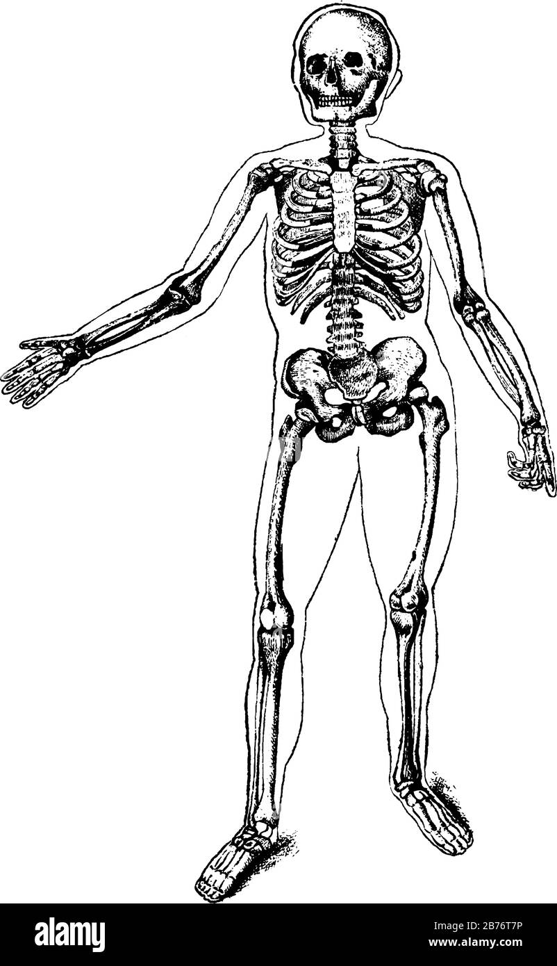 Lo scheletro umano composto da circa 270 ossa alla nascita la struttura interna del corpo, disegno linea vintage o illustrazione incisione. Illustrazione Vettoriale
