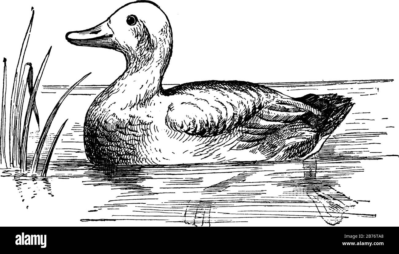 Una lampada a olio è l'oggetto utilizzato per produrre luce per un periodo di tempo utilizzando l'olio come fonte. Questa immagine mostra anche la parte superiore, la base e i manici di olio l Illustrazione Vettoriale