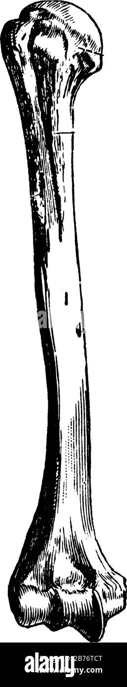 Una rappresentazione tipica dell'osso omerico, corre verso il basso dalla spalla e unisce il raggio e l'ulna al gomito, disegno linea vintage o e. Illustrazione Vettoriale