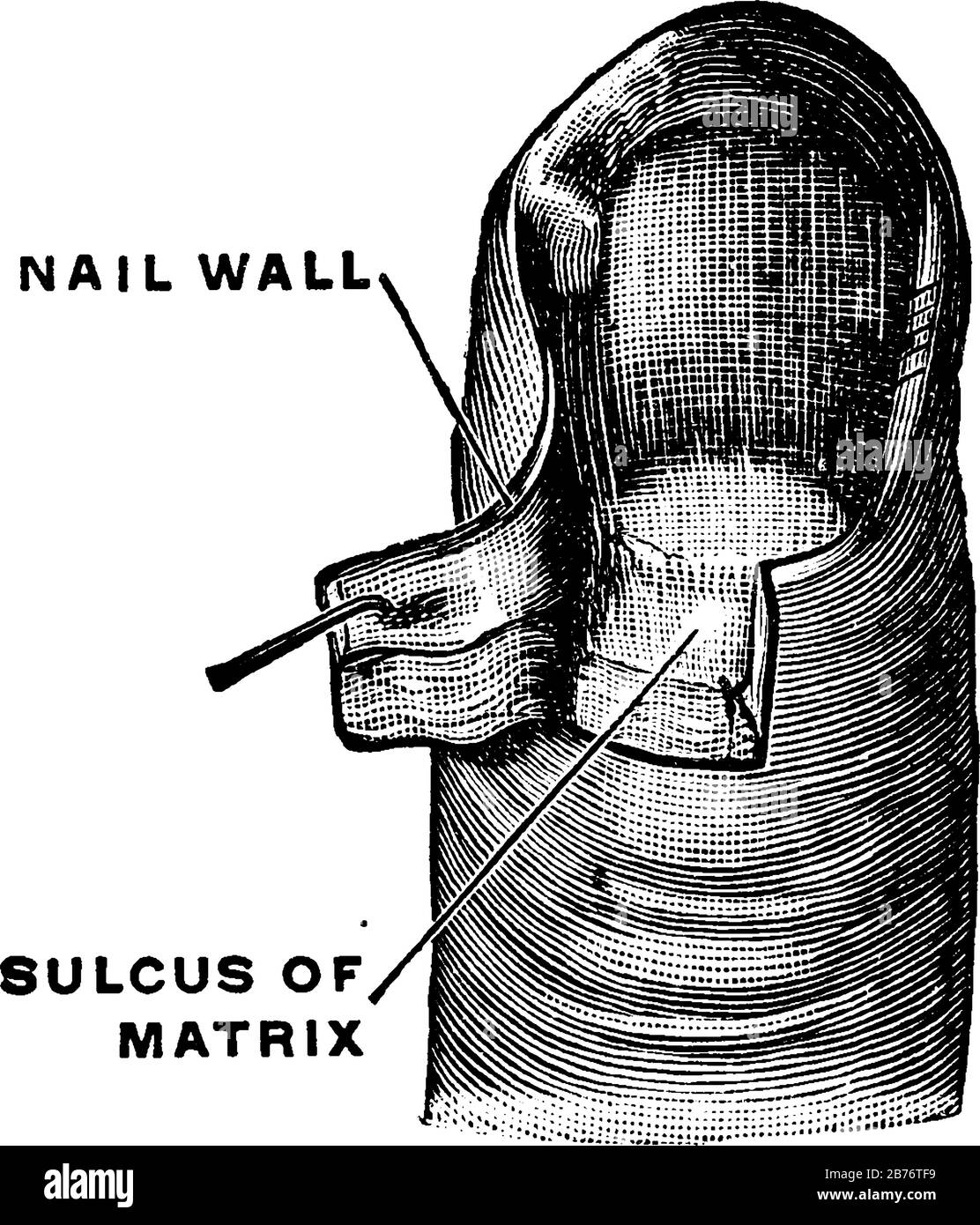 La matrice di Un'Unghia è la parte del letto del chiodo che è sotto il chiodo e contiene nervi, linfa e vasi sanguigni, linea d'annata disegno o Engr Illustrazione Vettoriale