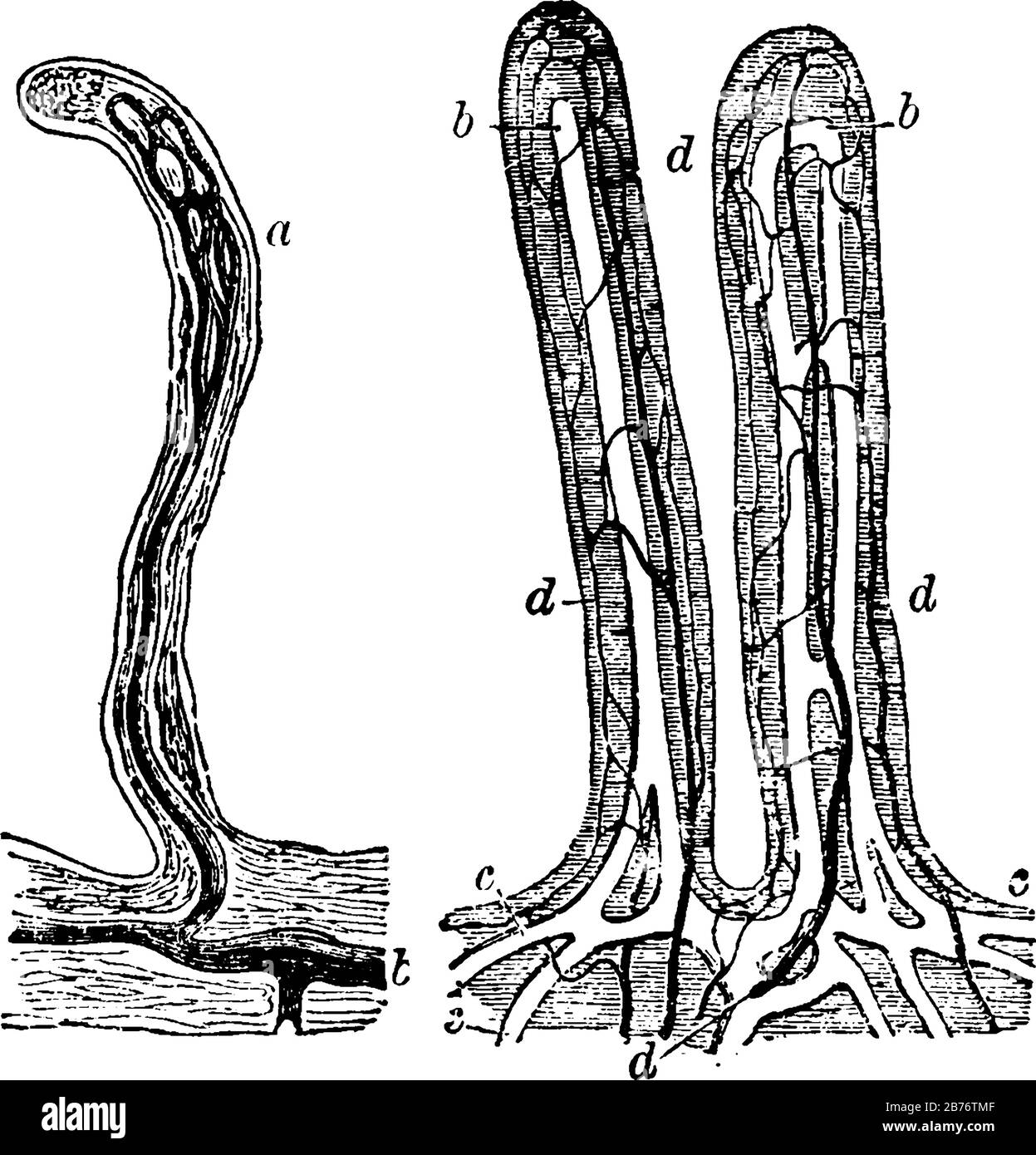Villi dell'intestino tenue; ingrandito circa 80 diametri, linea vintage disegno o incisione Illustrazione Vettoriale