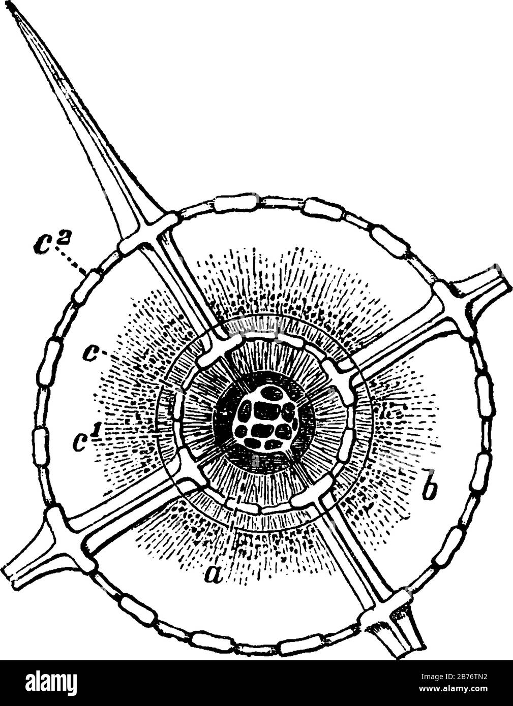 Etichette: A, Nucleo; b, parete della capsula centrale; c, guscio siliceo all'interno del nucleo; c1, guscio centrale all'interno della capsula centrale; e altro, linea vintage dr Illustrazione Vettoriale