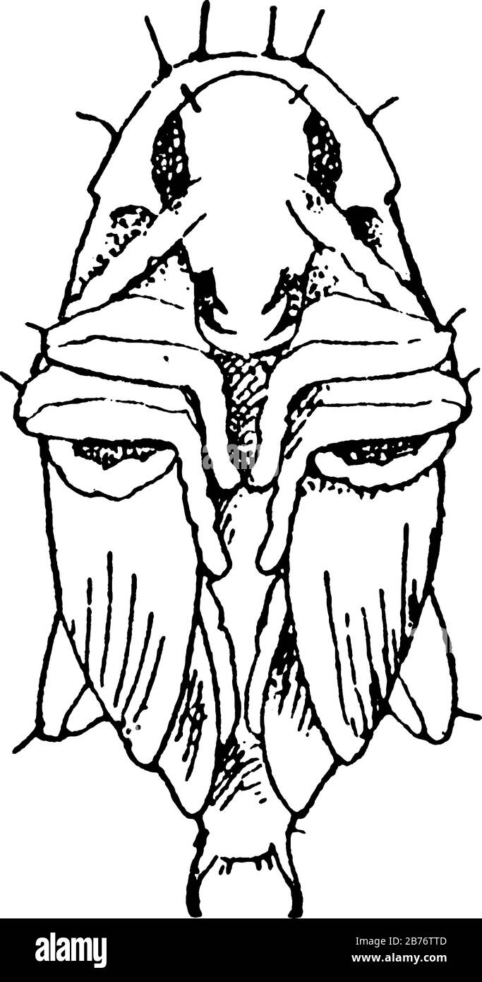 I coleotteri formano l'ordine Coleoptera e la coppia anteriore delle sue ali sono indurite in wing-case, elytra. Qui è mostrata la pupa di un coleottero, vintage li Illustrazione Vettoriale