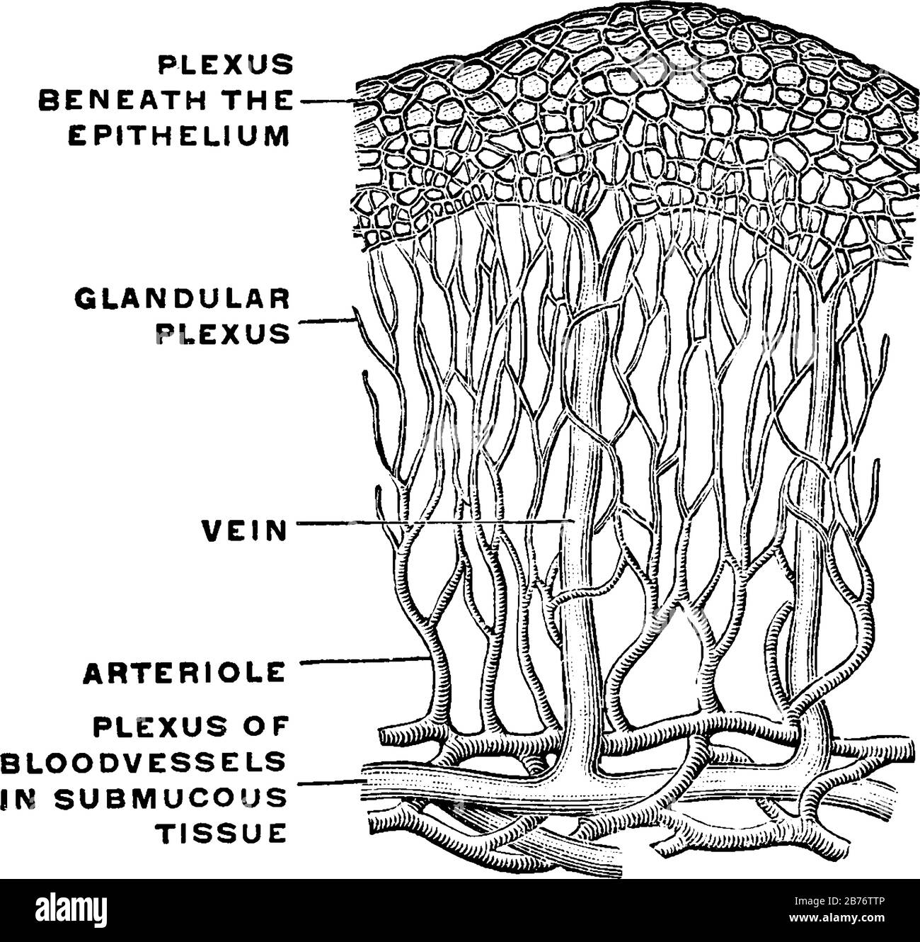 Vasi sanguigni nella Mucosa dello stomaco che includono plesso sotto l'epitelio, plesso ghiandolare, vena, arteriolo e plesso di bloo Illustrazione Vettoriale