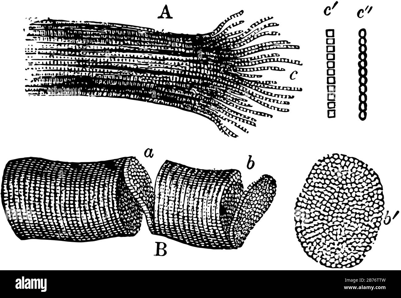 Questa illustrazione rappresenta Frammenti di Fibre muscolari striate, disegno di linee vintage o illustrazione di incisione. Illustrazione Vettoriale
