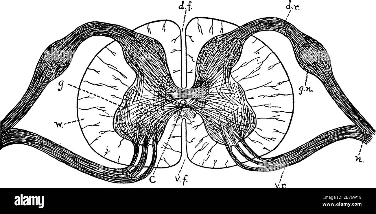 Diagramma di una sezione trasversale del midollo spinale attraverso le radici dei nervi spinali. C, canale centrale; d.f., fessura dorsale; ed altre parti marcate, vi Illustrazione Vettoriale