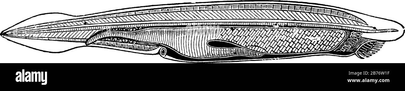 Il vertebrato preistorico, la lanceletta o Amfioxus sono pesci-come filtro benthic alimentazione cordate, raccolti commercialmente come cibo per gli esseri umani, vinta Illustrazione Vettoriale