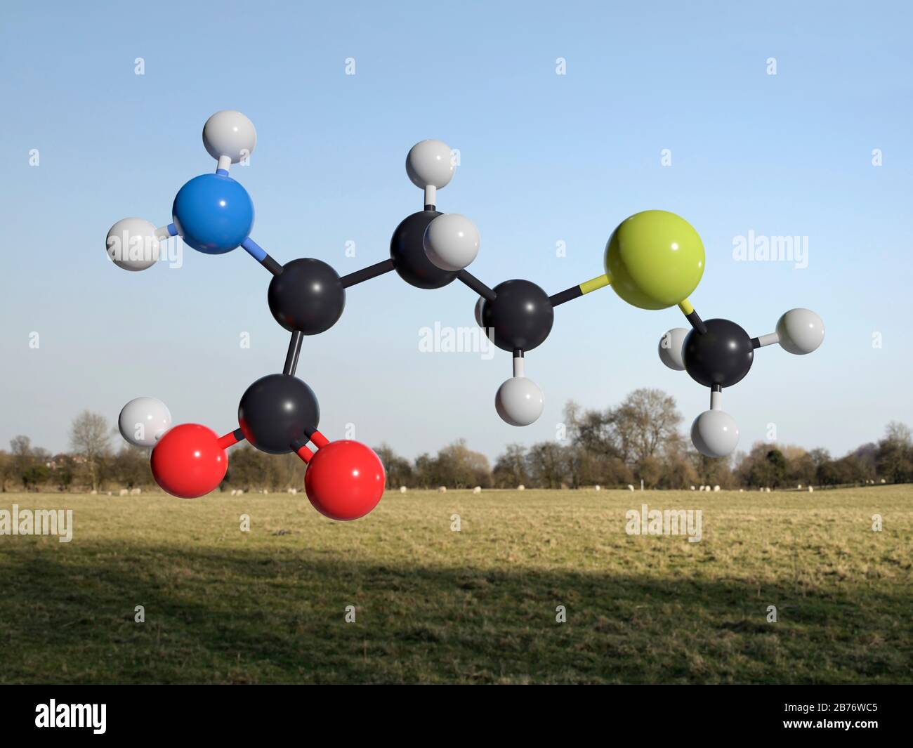 Modello molecolare della metuinina. La metionina è un aminoacido unico contenente zolfo, e uno dei nove aminoacidi essenziali presenti negli alimenti e necessari per il normale sviluppo e la crescita negli esseri umani e negli animali. È contenuto in carne, pesce, pollame, uova, latticini e cereali. La metionina è necessaria sia per la crescita che per la riparazione dei tessuti, dove il contenuto di zolfo è coinvolto in numerosi processi detossificanti. Foto Stock