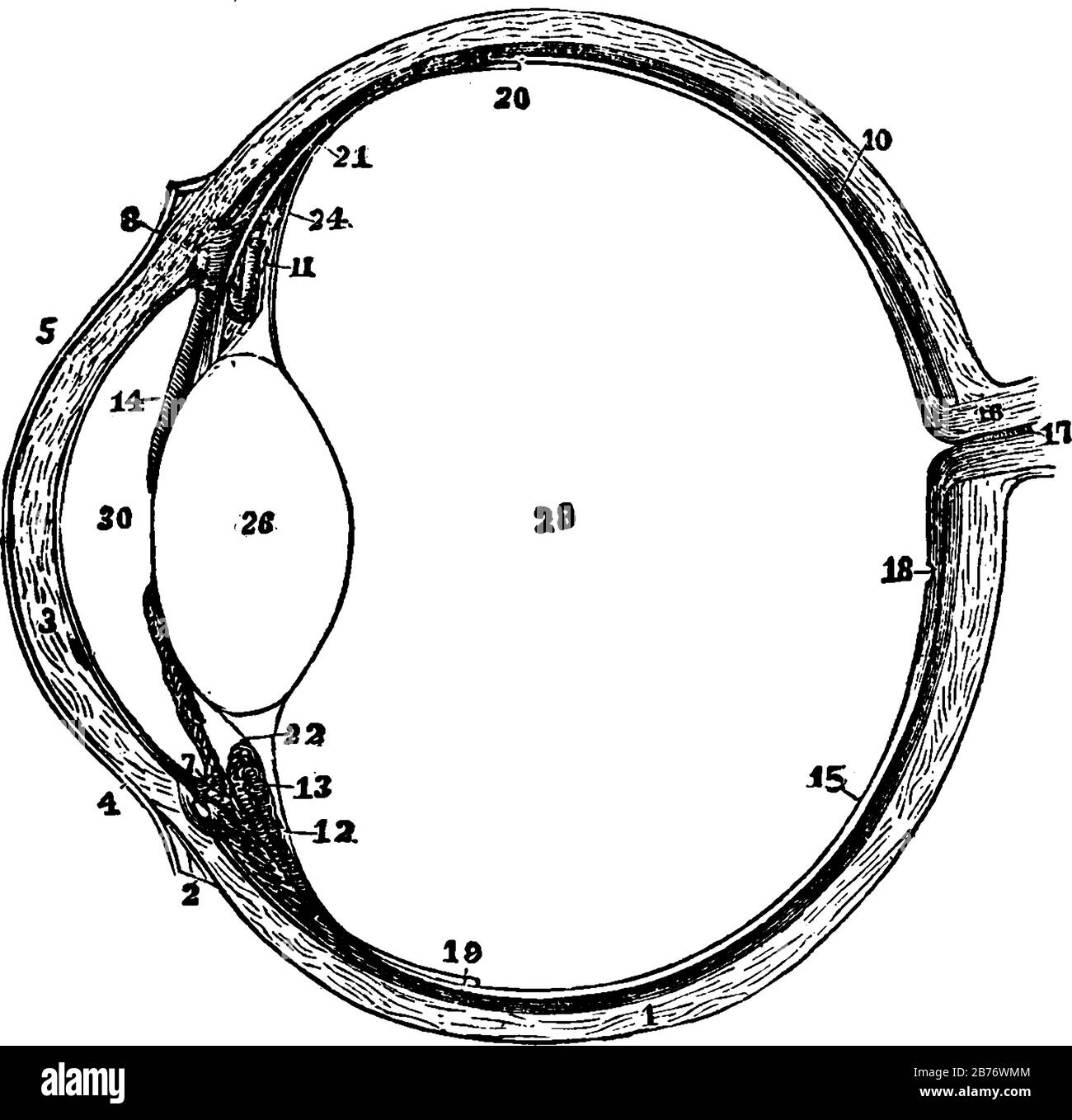il bulbo oculare sinistro in sezione orizzontale da prima della schiena, disegno linea vintage o incisione Illustrazione Vettoriale