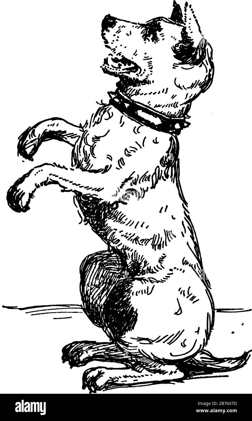 Un Cane Seduto Appollaiato Sulle Gambe Posteriori Mostra Tre Immagini