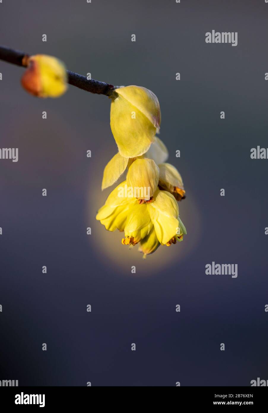 Primo piano del fiore di Spike Winterhazel (Corylopsis spicata) - North Carolina Arboretum, Asheville, North Carolina, USA Foto Stock