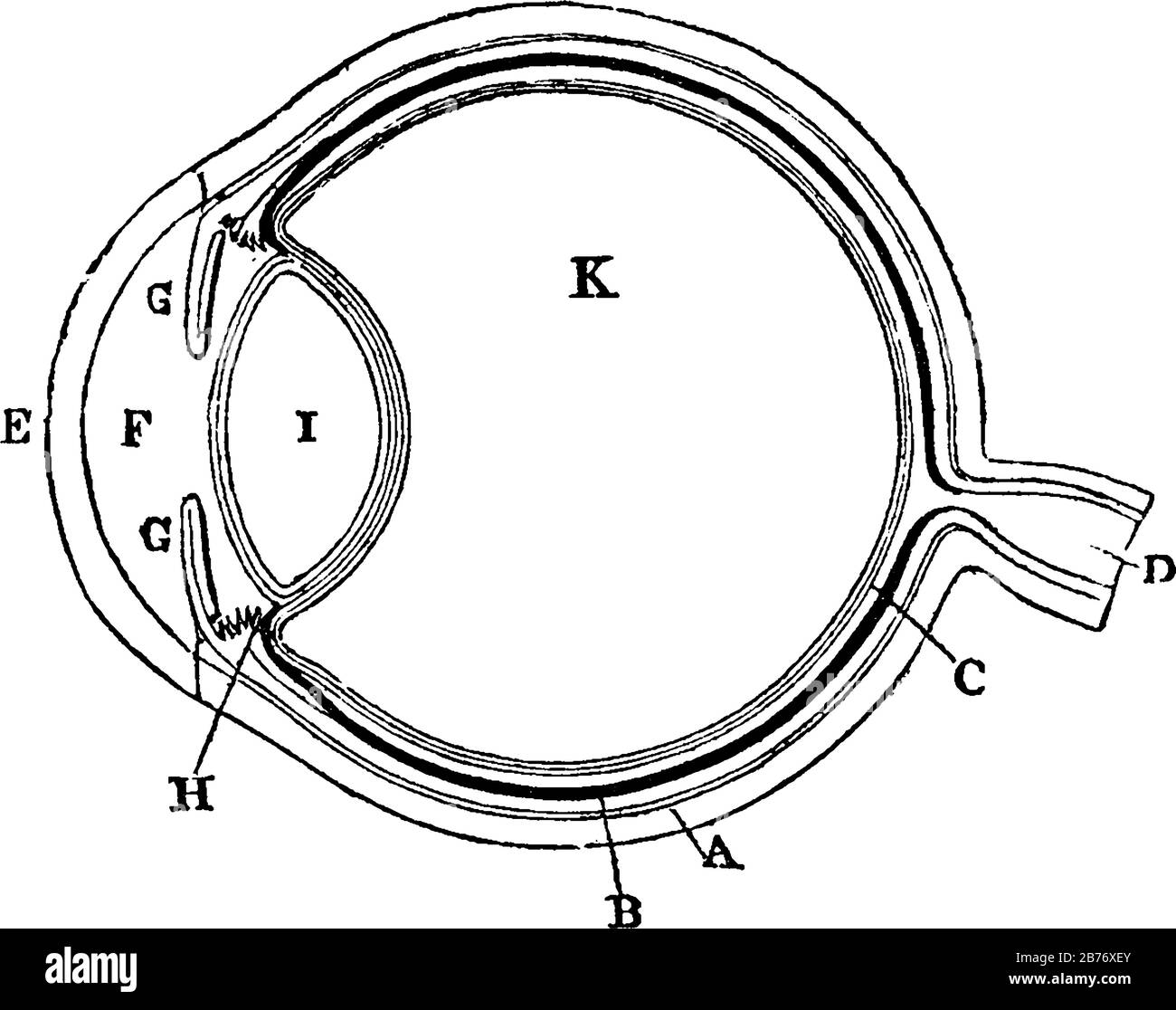 Pianta dell'occhio vista nella sezione che mostra il rivestimento Sclerotico, il rivestimento Coroide, la Retina, Il nervo ottico; l'umorismo Vitreo. Che mostra tre diversi Illustrazione Vettoriale