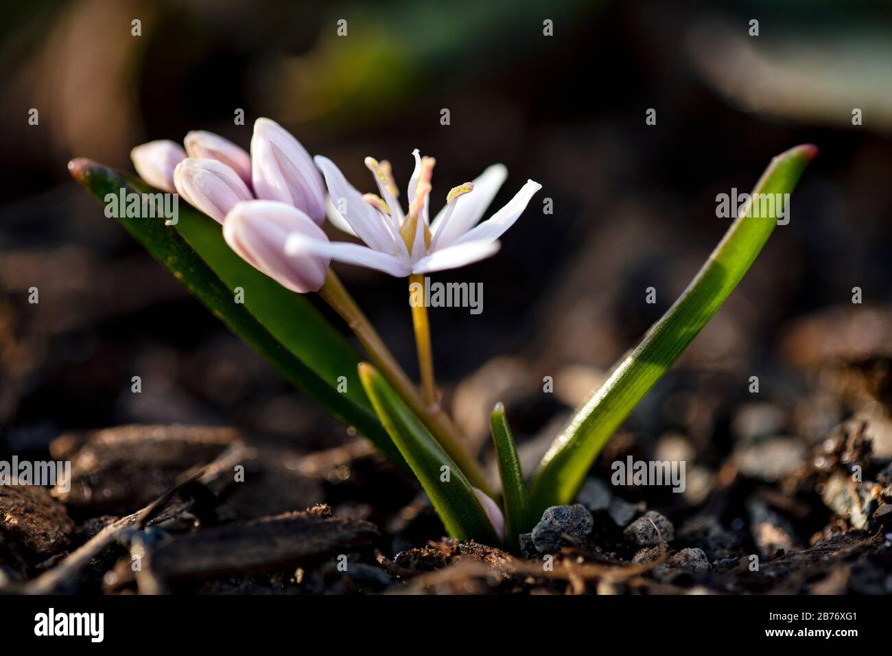 Fiore di piccolo squill (Scilla) - Arboretum del North Carolina, Asheville, Carolina del Nord, Stati Uniti Foto Stock