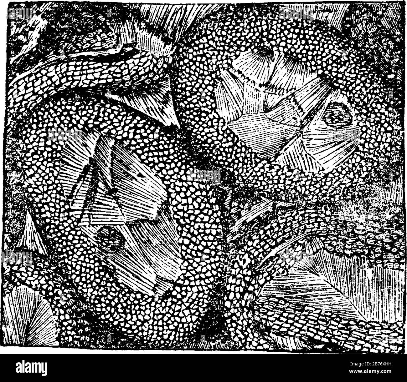 Il legno che è conservato nel record fossile. Qui è mostrata la sezione microscopica del legno fossile, da noduli di ferro-pietra argillosa; Oldham, vin Illustrazione Vettoriale