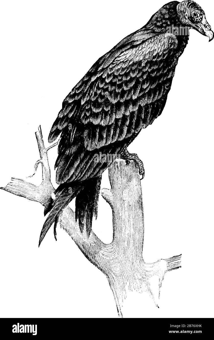Vulture è un grande uccello con lunghe ali larghe della classe Aves, si nutre della carne di animali morti decadenti, vintage linea di disegno o incisione malata Illustrazione Vettoriale