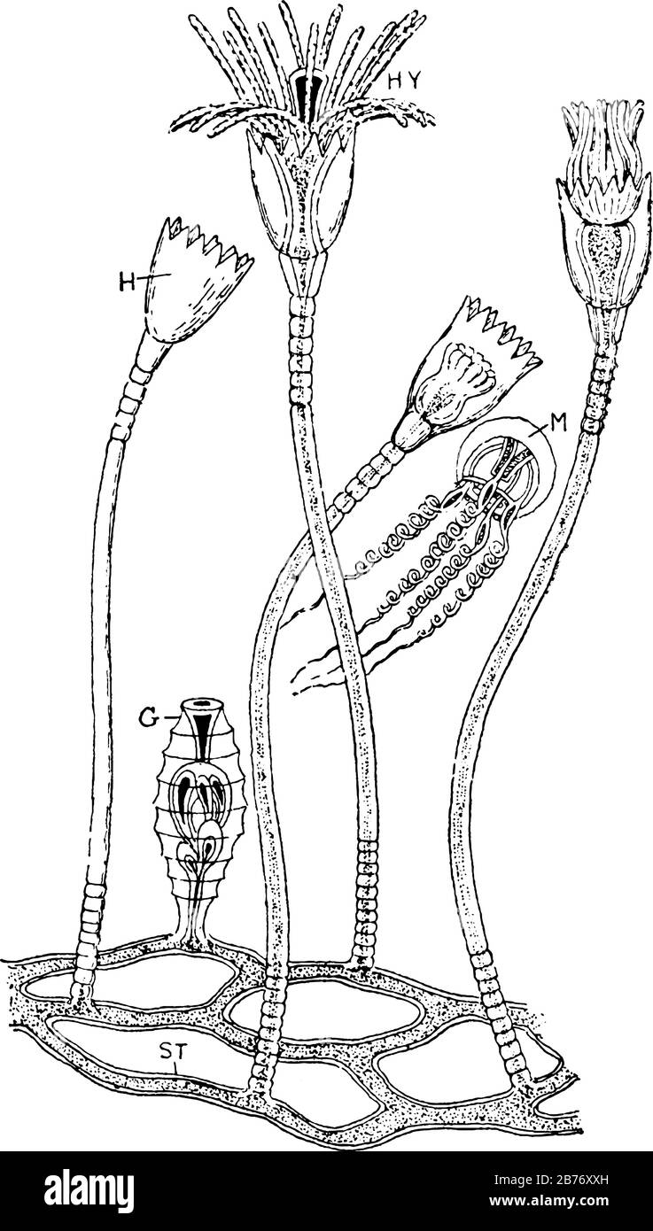 Etichette: H, Hydrotheca o polipo-Cup; HY, Hydranth, o polyp-head; G, gonotheca; M, un medusoide liberato e ST, stolon basale, disegno linea vintage o e. Illustrazione Vettoriale