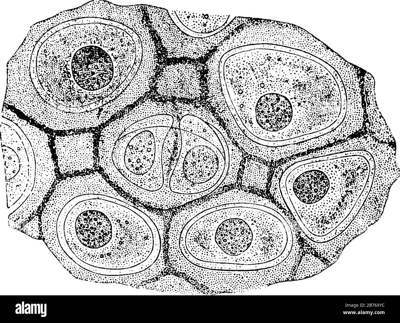 La matrice della cartilagine ialina ha un aspetto scarsamente granulare come quello del vetro macinato, e nell'uomo e nei mammiferi superiori non ha struttura apparente, vi Illustrazione Vettoriale