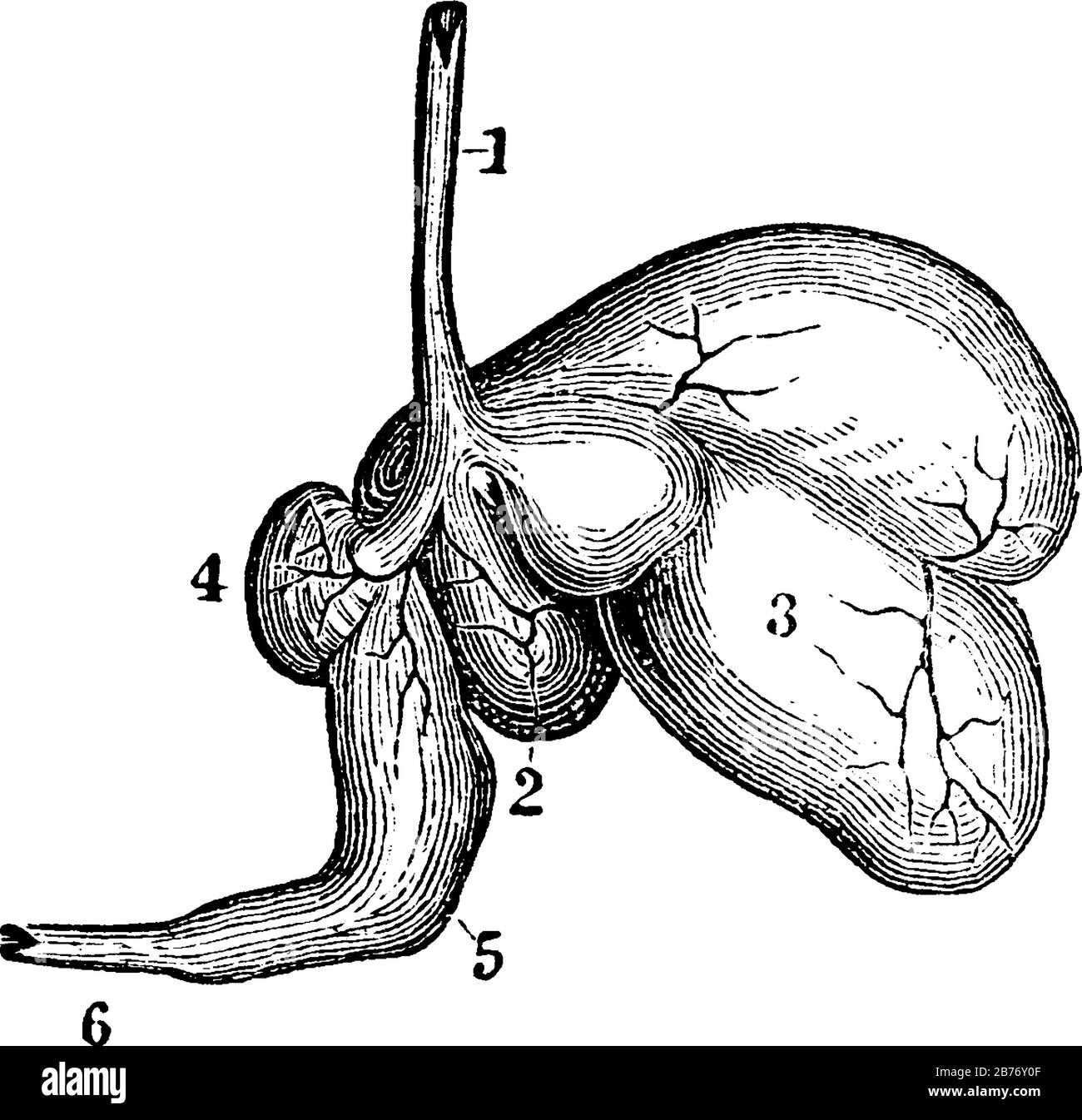 I ruminanti, la pecora, hanno uno stomaco con quattro cavità. Etichette: 1, esofago; 2, rumine; 3, reticulum; 4, omasum; 5, abomasum o caglio; 6, intestino, Illustrazione Vettoriale