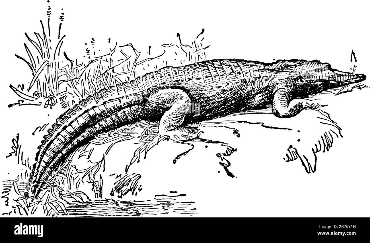 Nativo del Nord America, l'alligatore è un grande rettile strettamente legato al coccodrillo, mostra in tre diverse immagini di alligatore in esso, vin Illustrazione Vettoriale