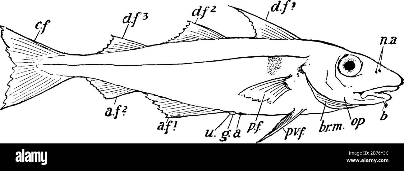Rappresenta, n.a., aperture nasali (doppie su ciascun lato); d.f.1, d.f.2, d.f.3, pinne dorsali non accoppiate; c.f., pinna caudale di coda omocercale, ed altro Illustrazione Vettoriale
