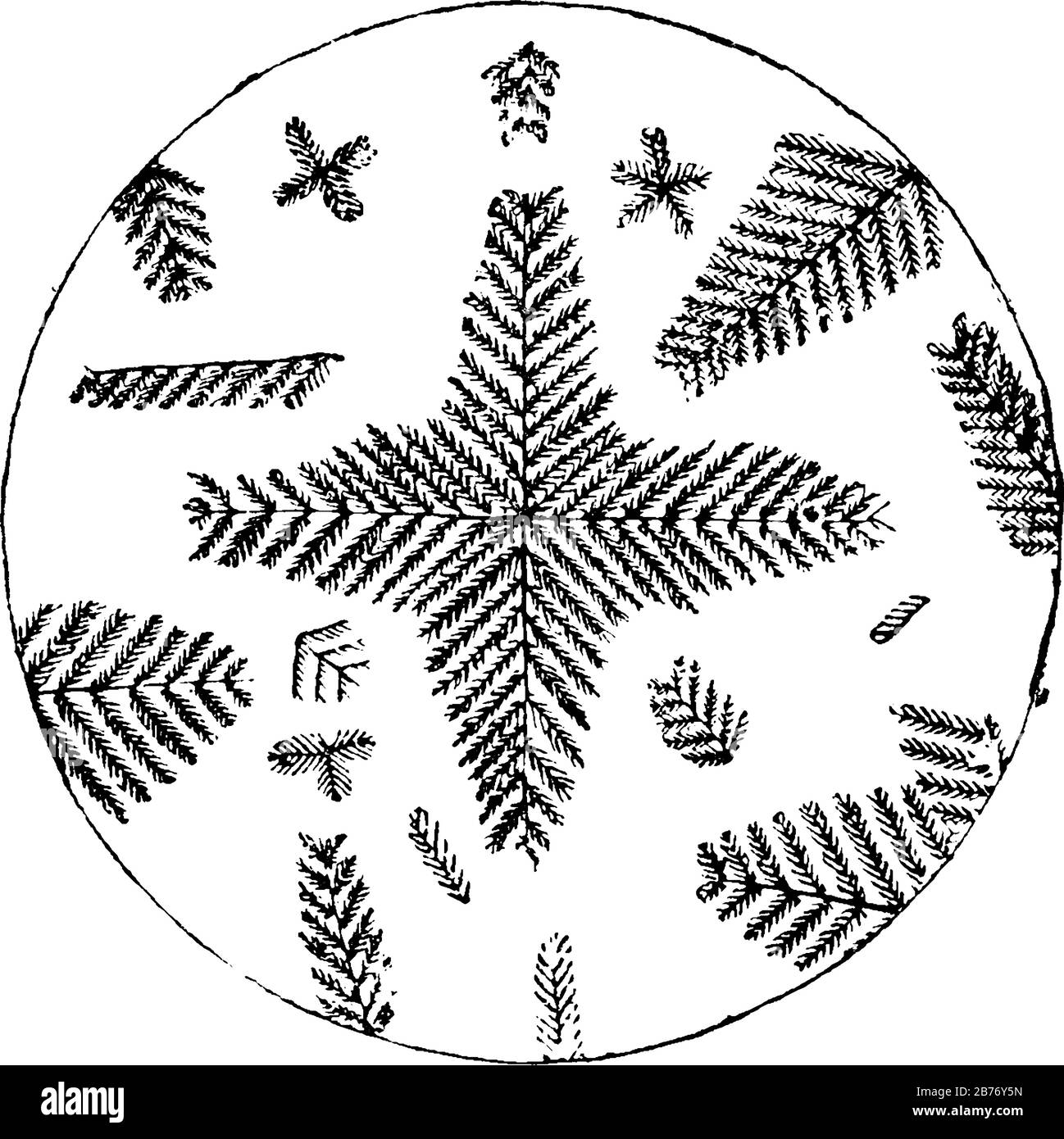 Sezione microscopica di Porfirina artificiale con una tipica forma ad albero multirranato, disegno a linea d'annata o illustrazione dell'incisione. Illustrazione Vettoriale