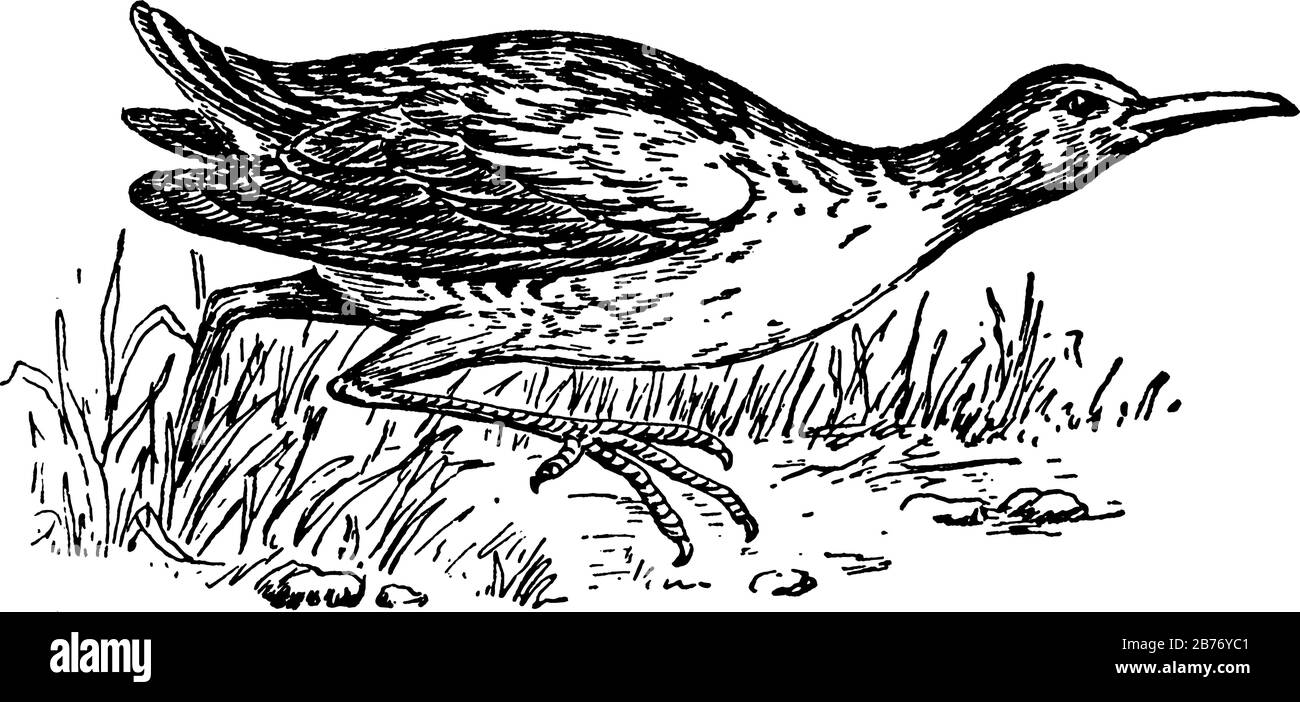 Gruppo di uccelli relativi ai cuochi e gallinule, mostrando l'uccello della ferrovia in tre immagini differenti, disegno o incisione della linea d'annata Illustrazione Vettoriale