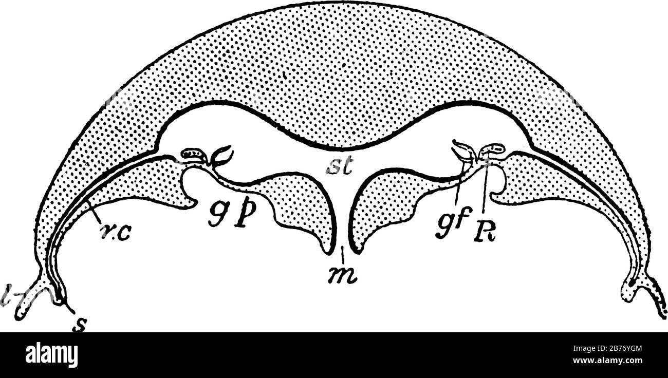 Sezione verticale dell'Aurelia, con le parti indicate, m, Bocca; st, stomaco; r.c, canale radiale; R, organo riproduttivo; g.f., filamenti gastrici; e ot Illustrazione Vettoriale