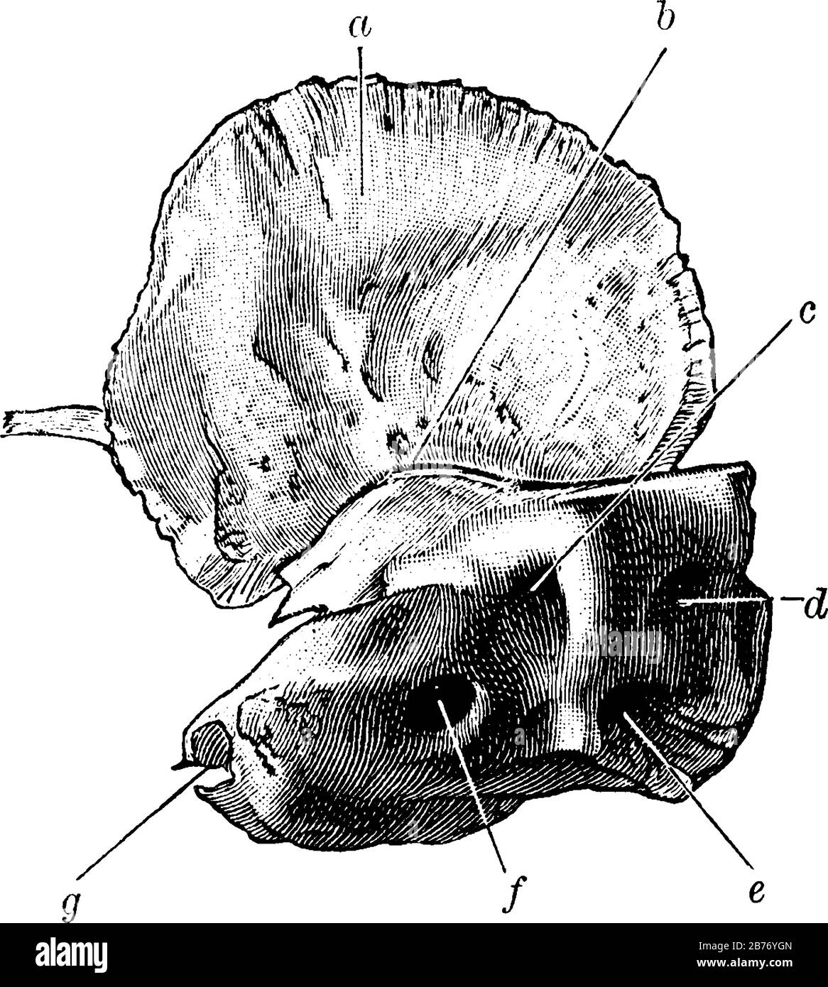 Questa è la struttura dell'osso del cranio situato su entrambi i lati così come la base del cranio al momento della nascita, linea vintage drawin Illustrazione Vettoriale