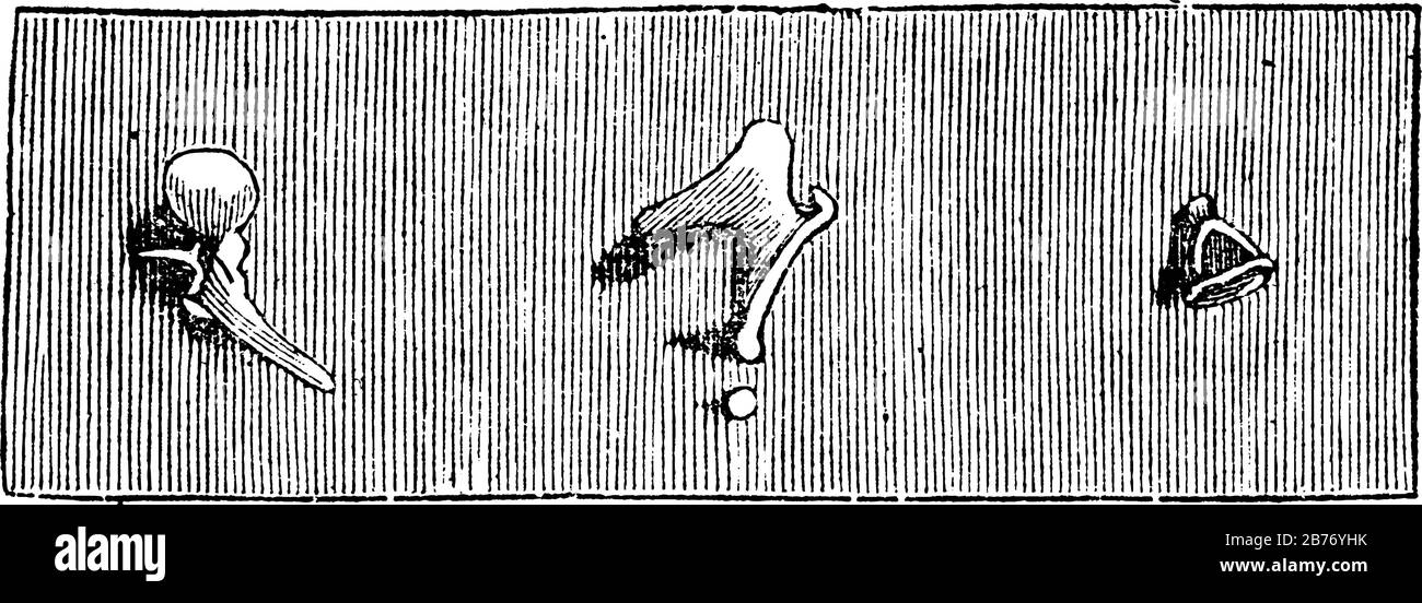 Le ossa della zona sono collegate tra loro nel tamburo e trasmettono le vibrazioni della membrana del timpano all'orecchio interno, vintage l Illustrazione Vettoriale