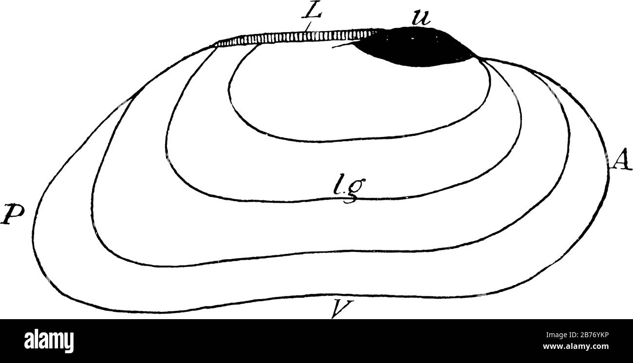 Etichette: L'esterno del guscio (valvola destra), u, l'umbo; L., il legamento; l.g., una linea di crescita; A, anteriore (l'estremità più blunter); e altro, vinta Illustrazione Vettoriale