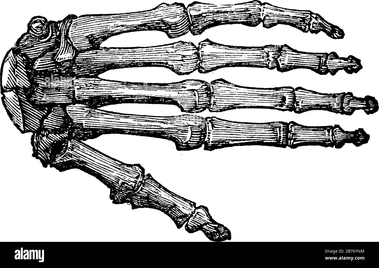 Ossa della mano. Mostra la mano ossea dello scheletro umano in tre immagini, disegno a linee vintage o incisione Illustrazione Vettoriale