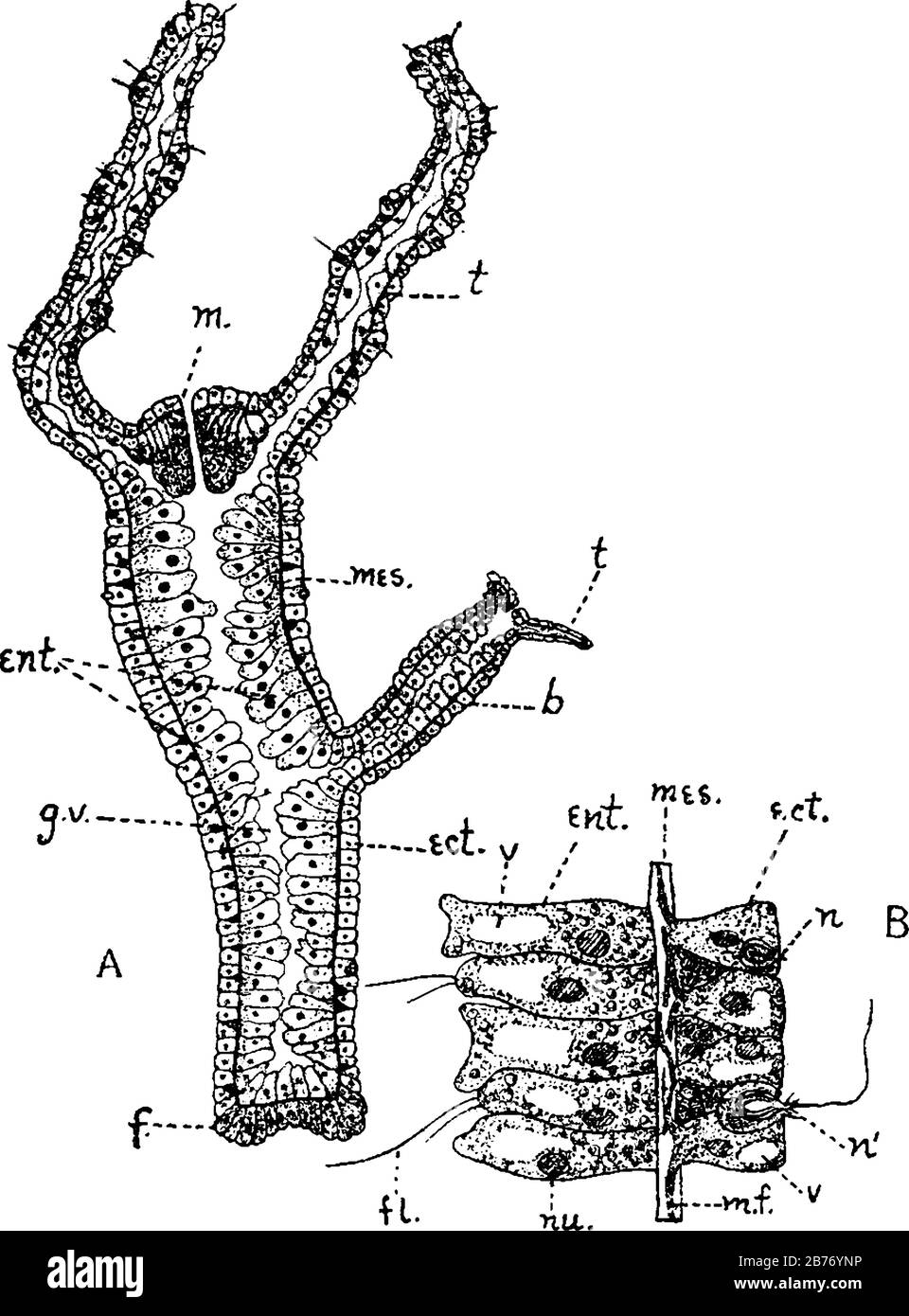 Rappresenta, UNA sezione Longitudinale attraverso il corpo di Hydra (schematica). B, piccola parte del muro più fortemente ingrandito; e altro, vintage l Illustrazione Vettoriale