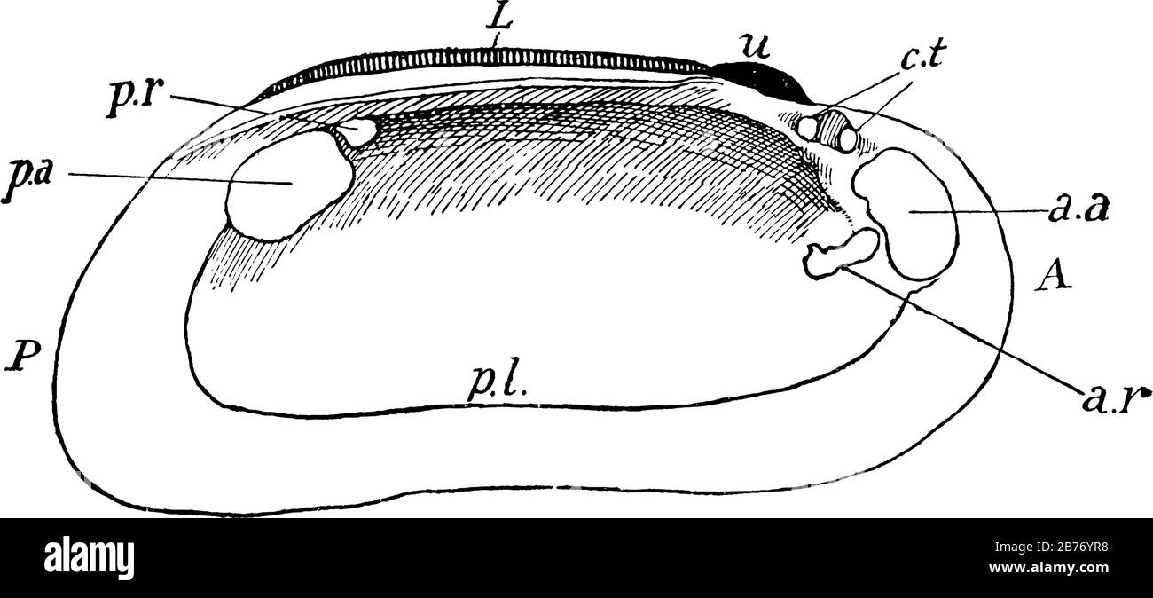 Etichette: L'interno del guscio (valvola sinistra), u, l'umbo; L., il legamento; c.t, i denti laterali; a.a, il marchio adductor anteriore; e altro, linea vintage Illustrazione Vettoriale
