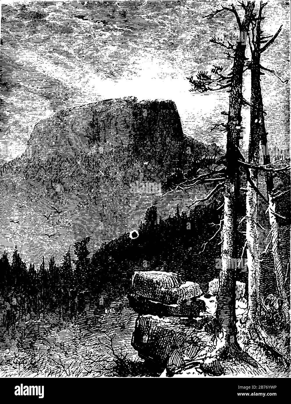 Table Mountain, Città Del Capo, Sudafrica. Montagna con piano circondato da pineta, disegno linea vintage o illustrazione incisione. Illustrazione Vettoriale