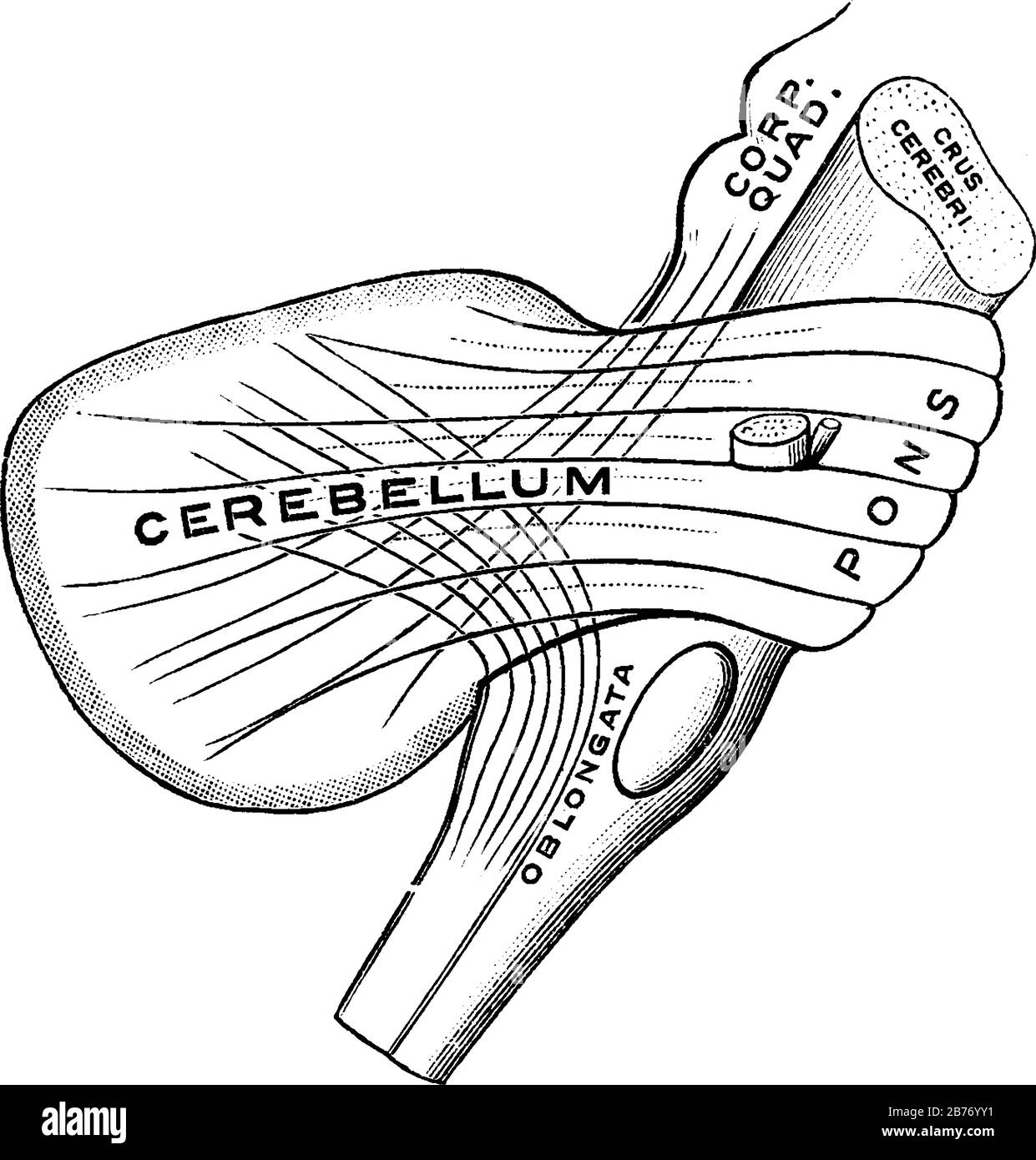 I Peduncoli del Cervelletto sono la parte del midbrain che collega il resto del brainstem al talami e quindi, il cervelletto, il vintag Illustrazione Vettoriale