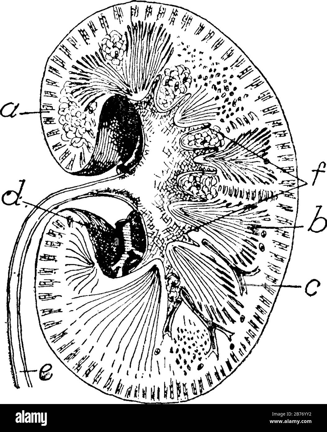 Sezione trasversale del rene umano: A) corteccia; b) medulla; c) piccolo ramo dell'arteria renale; d) arteria renale; e) uretere; f) bacino, IT sh Illustrazione Vettoriale