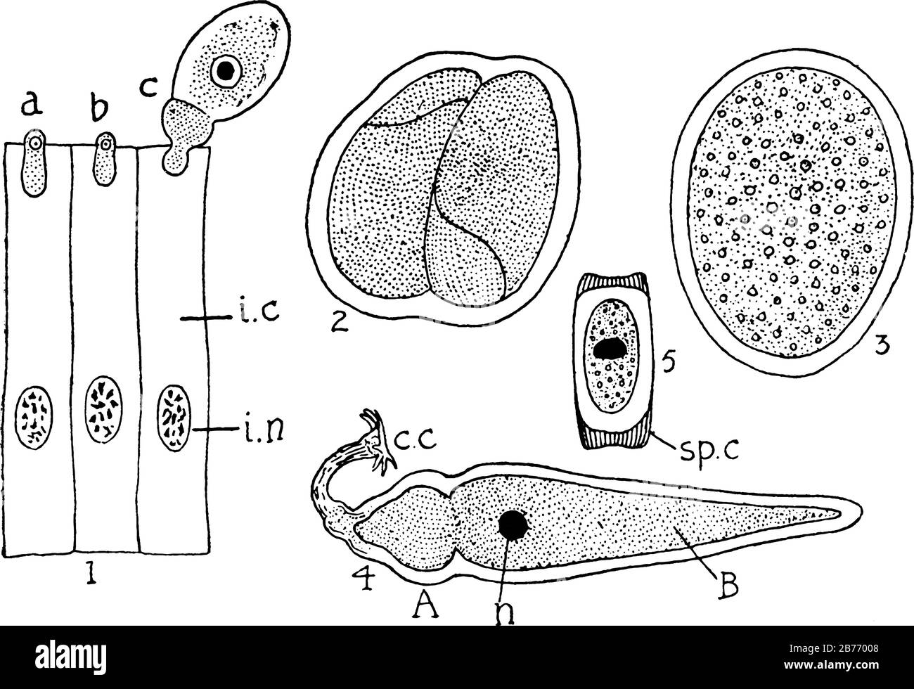 Etichette, 1, forme giovani (a, b, c) emergenti da cellule intestinali (i.c.); i.n, nucleo di cellule intestinali; 2, Due forme coniuganti; e altro, vintage Illustrazione Vettoriale