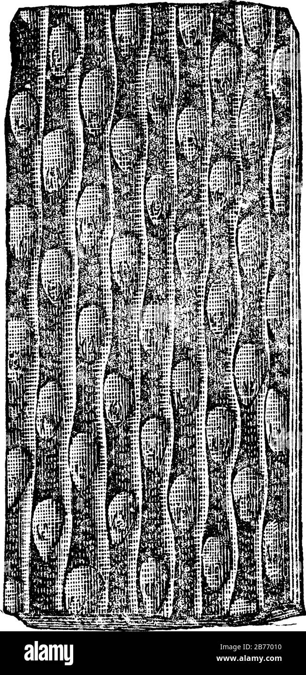 Sigillaria è un genere di piante arborescenti estinte, che portano spore. Qui è raffigurata la corteccia di Sigillaria Groeseri, con tronco biforcato, vin Illustrazione Vettoriale