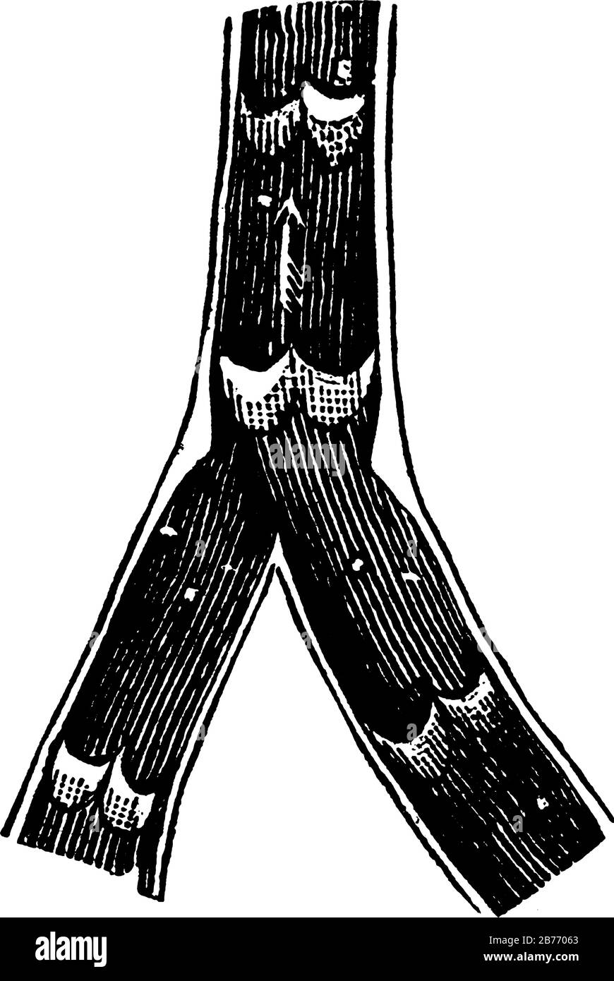 Una tipica rappresentazione della vena posta aperta, che mostra le sue valvole. Le vene umane sono vasi sanguigni che trasportano il sangue verso il cuore, disegno di linea vintage Illustrazione Vettoriale