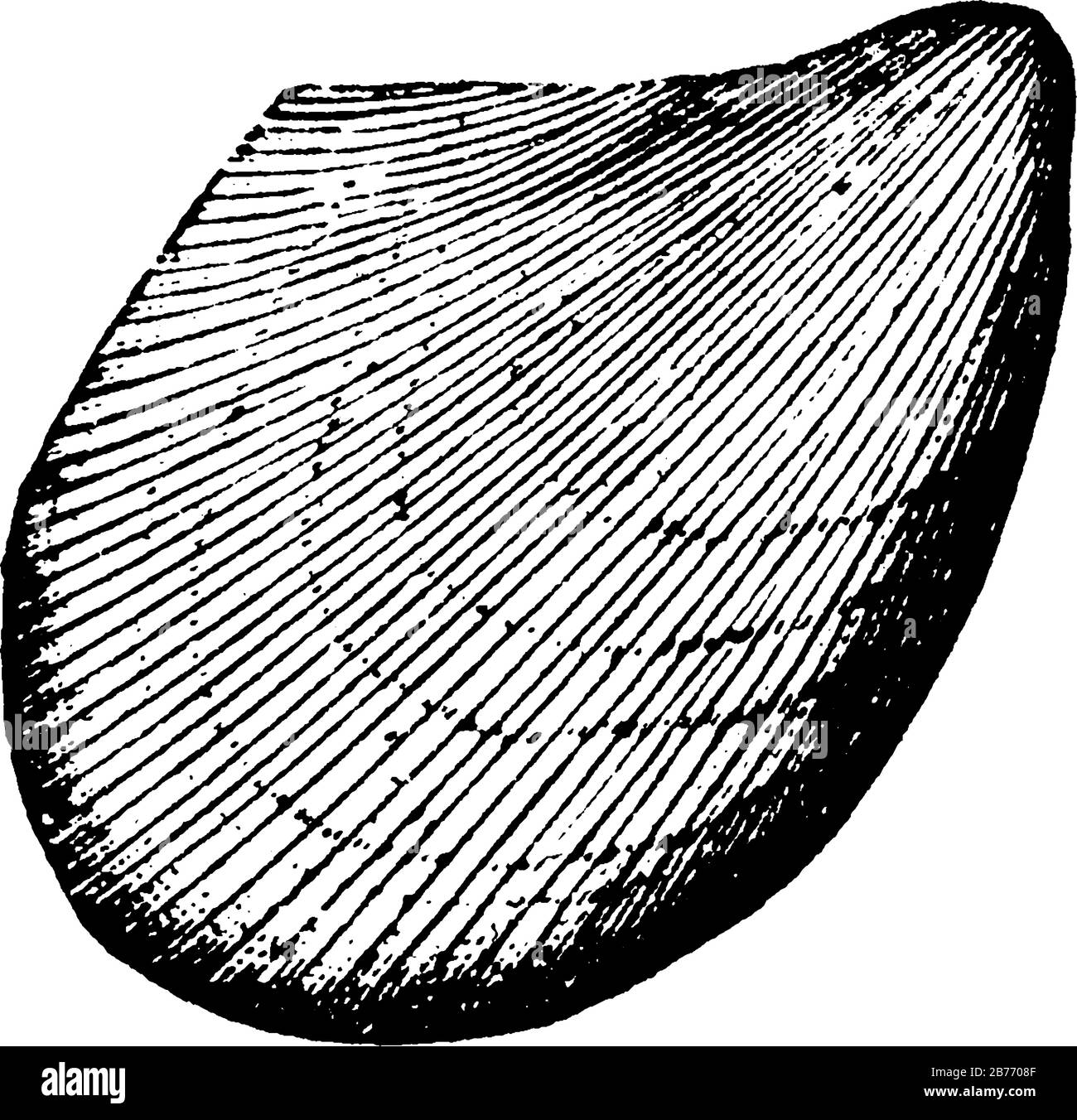 e' immagine di molluschi ambonychia, è di forma piatta e poco stretta su un lato, disegno o incisione a linea d'annata Illustrazione Vettoriale