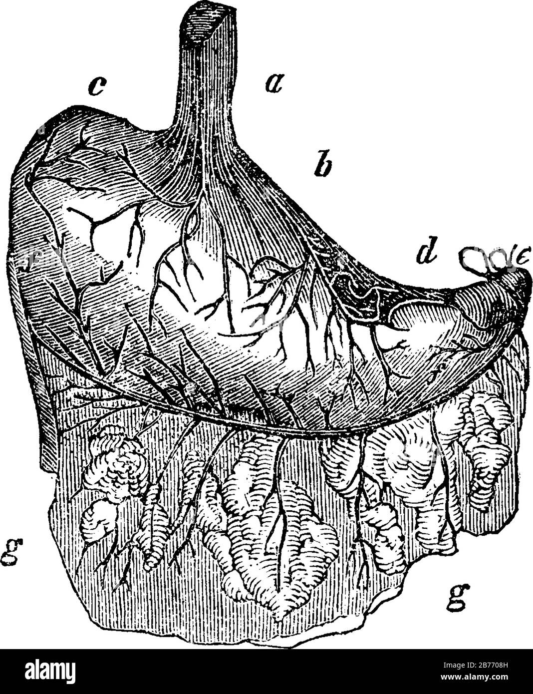 Lo stomaco umano. Etichette: A, esofago o calvo; b, parte cardiaca; c, estremità sinistra; d, estremità piccola; e, piloro legato; e-Th Illustrazione Vettoriale