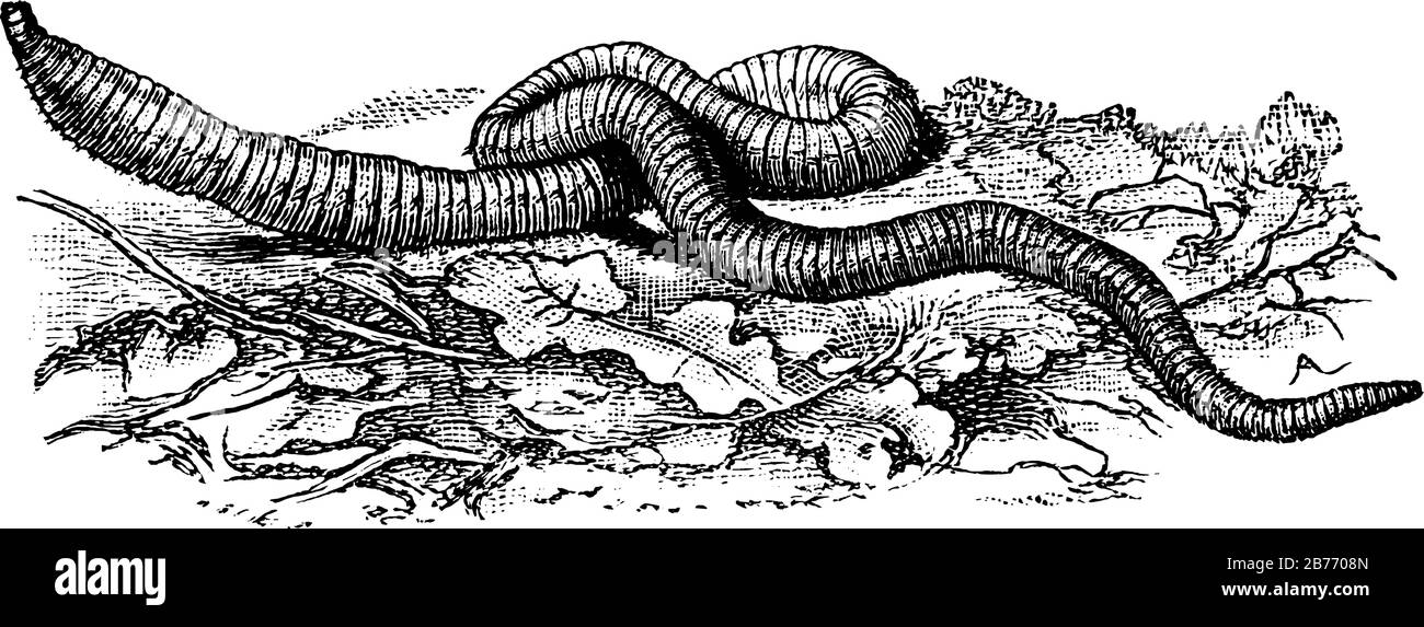 Un verme segmentato a forma di tubo, phylum Annelida, comunemente trovato che vive nel terreno, nutrirsi di materia organica viva e morta, distribuito in tutto il mondo, vintag Illustrazione Vettoriale