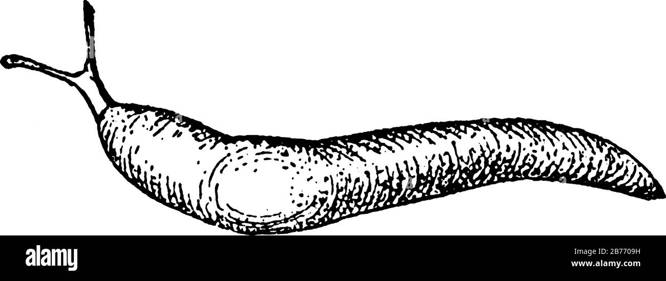 Il molluschi gasteropodi con guscio molto ridotto, o senza guscio, è una specie di piccolo slug di terra che respira l'aria e un parassita importante per le piante di tabacco, Illustrazione Vettoriale