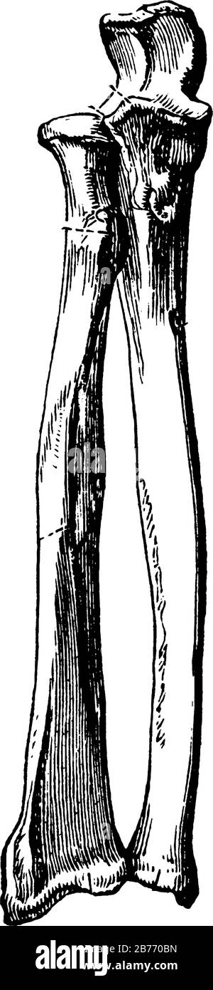 Una rappresentazione tipica delle ossa dell'avambraccio. Le ossa grandi del braccio includono, humero, raggio e ulna, linea d'annata disegno o incisione illu Illustrazione Vettoriale
