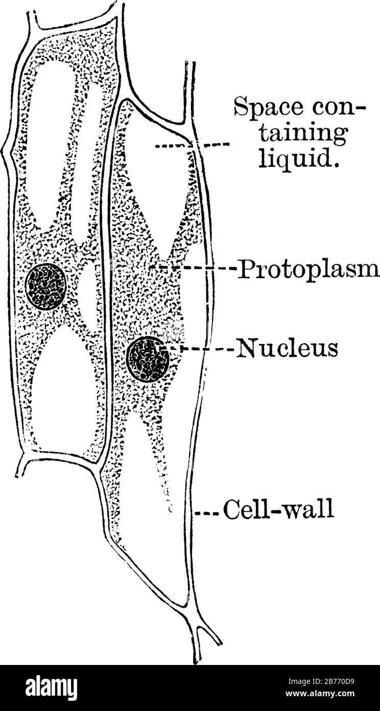 Rappresenta una cellula vegetale, mostrante, parete cellulare, nucleo, protoplasma e spazio contenente liquido, disegno di linea vintage o illustrazione di incisione. Illustrazione Vettoriale